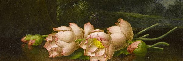 Malarstwo, Martin Johnson Heade, Obraz, Lotosy, Kwiaty