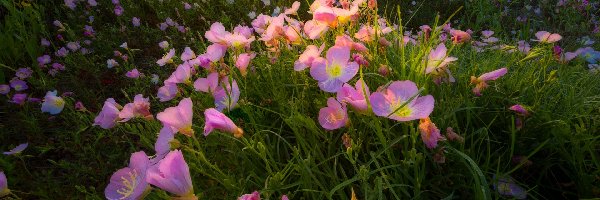 Kwiaty, Wiesiołek, Różowy, Łąka, Oenothera rosea