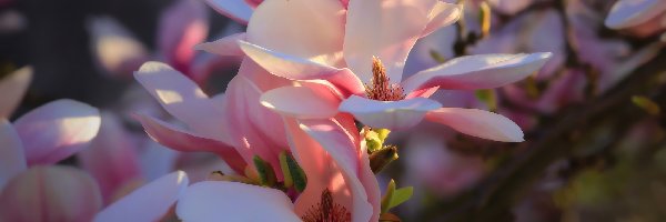 Magnolia, Rozmycie, Światło, Kwiaty