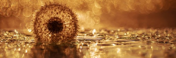 Dmuchawiec, Bokeh, Krople, Mniszek lekarski