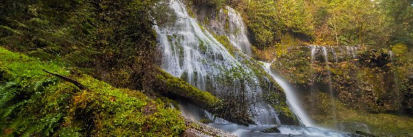 Wodospad Panther Creek Falls, Drzewa, Las państwowy Chattahoochee, Stany Zjednoczone, Stan Waszyngton