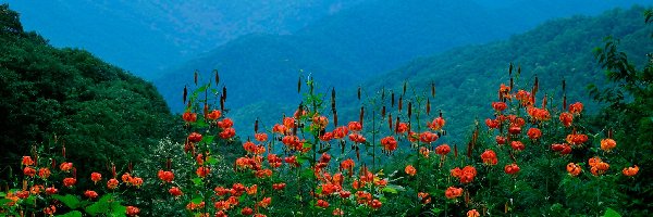 Kwiaty, Lilie, Pomarańczowe, Góry