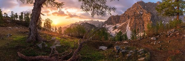 Góry, Słowenia, Alpy Julijskie, Drzewa