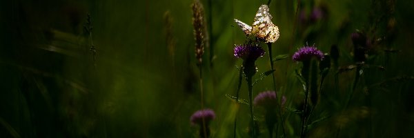 Motyl, Ostrożeń, Kwiaty