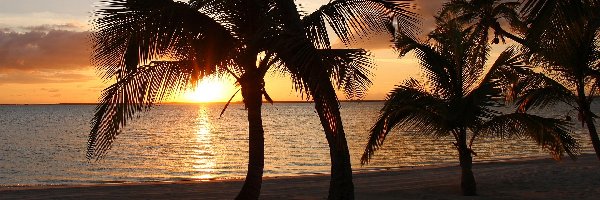 Tropiki, Palmy, Morze, Zachód słońca