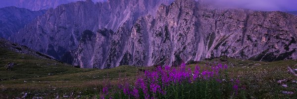 Mgła, Góry Alpy, Dolomity, Prowincja Belluno, Włochy, Krwawnica pospolita, Kwiaty, Pasmo górskie Cadini di Misurina, Fioletowe