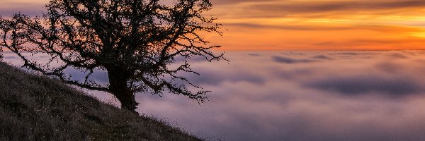 Drzewo, Wschód słońca, Mgła, Wzgórza