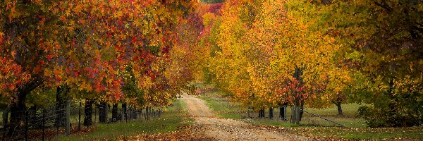 Droga, Kolorowe, Australia, Stan Wictoria, Drzewa, Miejscowość, Wandiligong, Jesień
