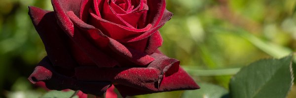 Róża, Ciemnoczerwona, Rozwinięta