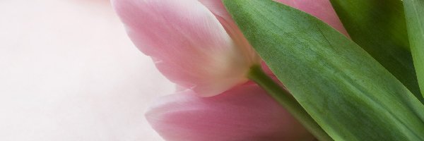 Tulipany, Liście, Zielone, Jasnoróżowe