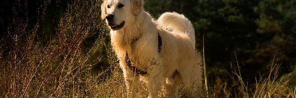 Pies, Szelki, Golden retriever, Rośliny, Trawa