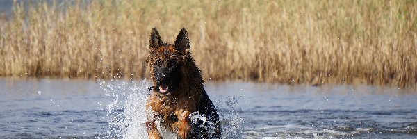 Pies, Jezioro, Owczarek niemiecki, Szuwary, Woda