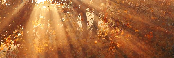 Jesień, Drzewa, Las, Przebijające światło, Liście