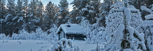 Zima, Dom, Śnieg, Las, Drzewa