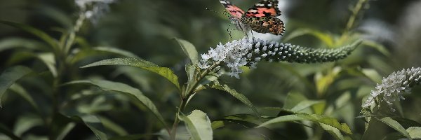 Motyl, Białe, Rusałka osetnik, Budleja Dawida, Kwiaty