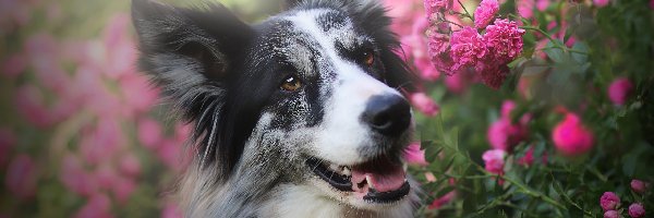 Pies, Różowe, Border collie, Róże, Kwiaty