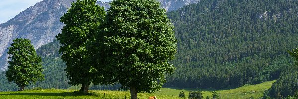 Austria, Łąki, Drzewa, Lasy, Góry Alpy, Saalfelden, Krowy