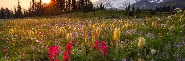 Alpinia purpurowa, Kwiaty, Park Narodowy Mount Rainier, Stratowulkan Mount Rainier, Łąka, Stany Zjednoczone, Stan Waszyngton, Góry, Wschód słońca