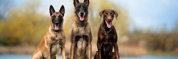 Psy, Owczarki belgijskie Malinois, Dwa, Doberman, Brązowy