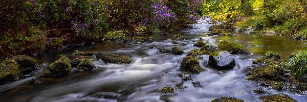 Różanecznik, Hrabstwo Down, Rzeka Shimna, Tollymore Forest Park, Irlandia Północna, Kamienie, Las