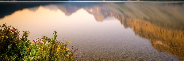 Prowincja Alberta, Kwiaty, Park Narodowy Banff, Kanada, Góry Skaliste, Jezioro Bow Lake