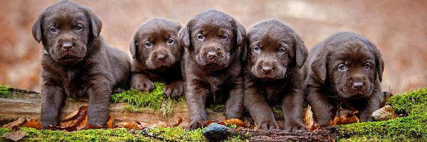 Szczeniaki, Labradory retrievery, Brązowe, Psy