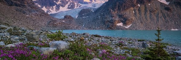 Kwiaty, Jezioro Wedgemount, Kanada, Kolumbia Brytyjska, Drzewo, Kamienie, Park prowincjonalny Garibaldi, Góry