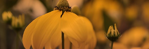 Rudbekia naga, Żółta, Kwiat