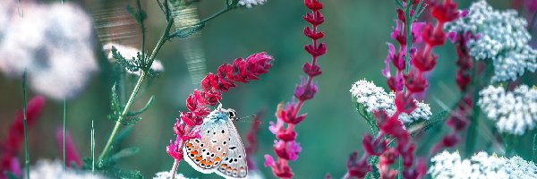 Motyl, Białe, Modraszek ikar, Kwiaty, Czerwone