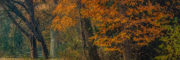 Jesień, Drzewa, Park, Mostek, Rzeka