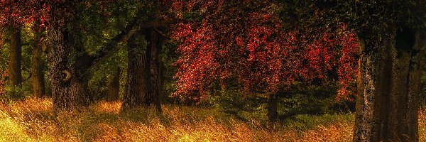 Las, Trawa, Drzewa, Jesień