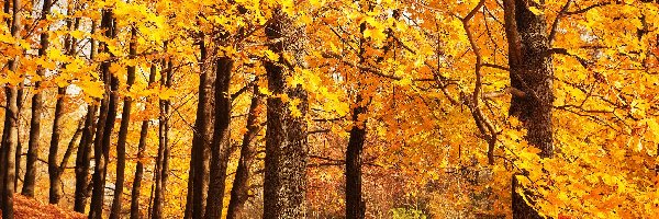 Jesień, Drzewa, Las, Liście, Żółte