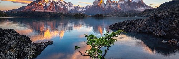 Chile, Drzewo, Skały, Jezioro Pehoe, Park Narodowy Torres del Paine, Patagonia, Góry Cordillera del Paine