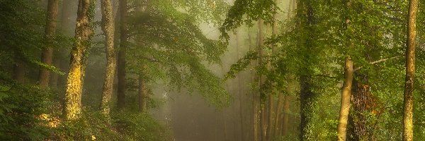 Las, Mgła, Drzewa, Ławka, ścieżka