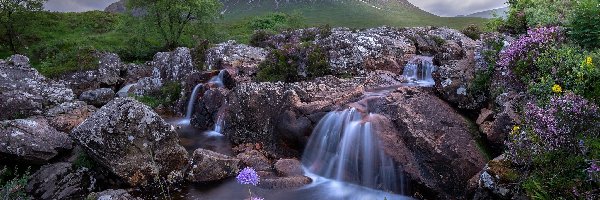 Kamienie, Buachaille Etive Mor, Szkocja, Kwiaty, Drzewa, Skały, Potok, Góra