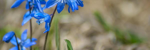 Cebulica syberyjska, Kwiatki, Niebieskie