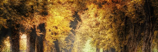 Jesień, Drzewa, Droga, Liście, Pożółkłe