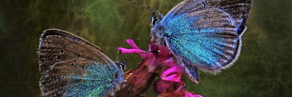 Dwa, Motyle, Niebieskie, Kwiat, Modraszki