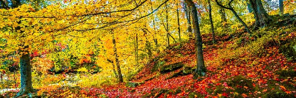 Jesień, Drzewa, Las, Liście, Pożółkłe