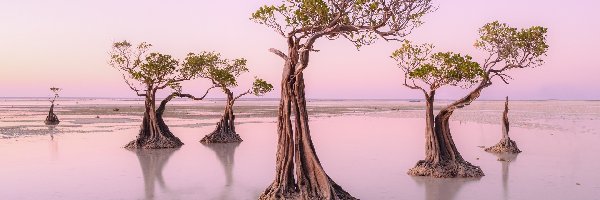 Waingapu, Drzewa, Wyspa Sumba, Indonezja, Walakiri Beach, Plaża