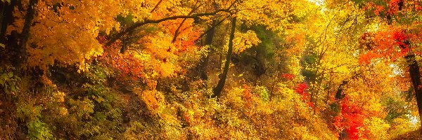 Kolorowe, Jesień, Drzewa, Droga