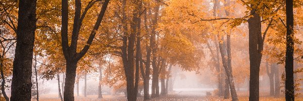 Jesień, Mgła, Drzewa, Park