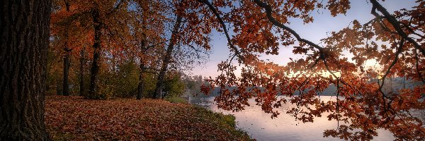 Rzeka, Dąb, Drzewa, Jesień