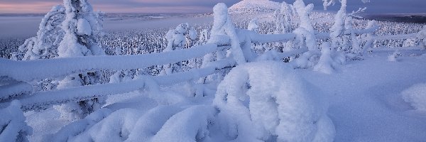 Ogrodzenie, Śnieg, Finlandia, Laponia, Drzewa, Wzgórze, Rezerwat Valtavaara, Zima
