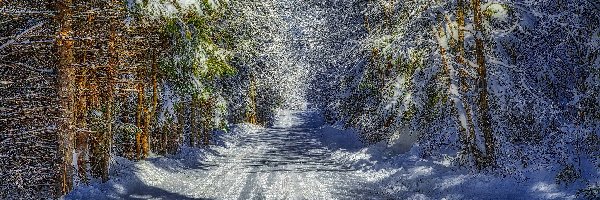 Zima, Droga, Las, Drzewa, Śnieg