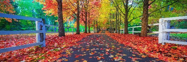 Liście, Droga, Jesień, Ogrodzenie, Drzewa, Park