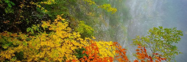 Gałęzie, Las, Skała, Mgła, Drzewa, Kolorowe, Liście, Jesień