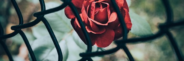 Róża, Siatka ogrodzeniowa, Metalowa, Czerwona