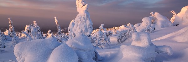 Drzewa, Śnieg, Rosja, Obwód murmański, Ośnieżone, Krzewy, Kandałaksza, Zima