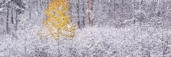 Żółte, Śnieg, Jesienne, Drzewo, Las, Zima